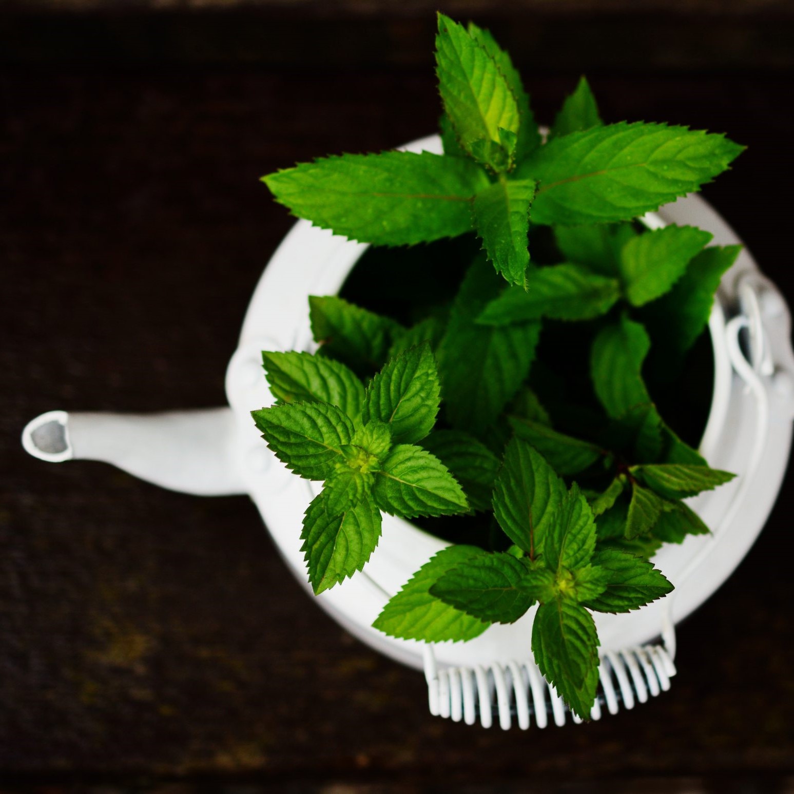 peppermint peppermint
